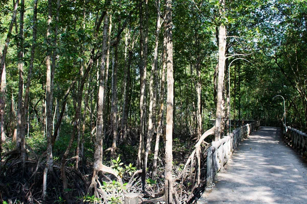 風景を見るマングローブの森や潮間帯のジャングルや歩道の歩道タイ人のためのパス旅行者のための訪問は タイのサラト タニーのKanchandit市にあるBan Pak Nam Kade地元の村でリラックスして歩く — ストック写真