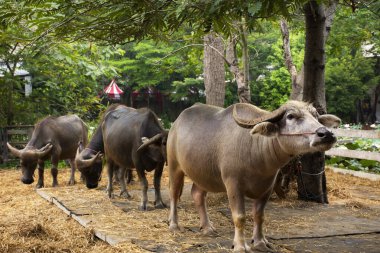 Tayland 'ın Nakhon Pathom kentindeki safari ve hayvanat bahçesinde yerli Asyalı bufalo ailesi Tayland halkı ve yabancı gezginler tarafından ziyaret edilip besleniyorlar.