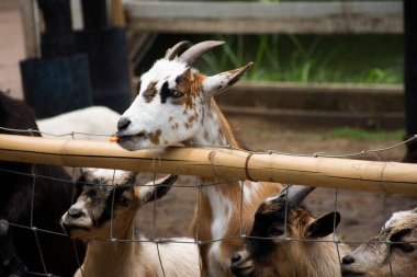 Tayland, Tayland 'daki Nakhon Pathom' daki safari ve hayvanat bahçesinde keçi ailesi ve Tayland 'lı gezginler seyahat ediyor.