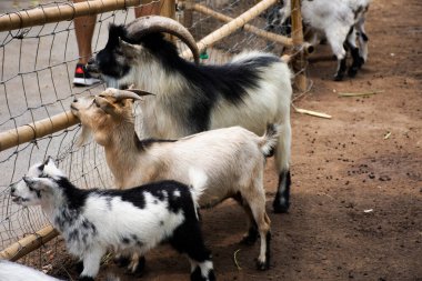 Tayland, Tayland 'daki Nakhon Pathom' daki safari ve hayvanat bahçesinde keçi ailesi ve Tayland 'lı gezginler seyahat ediyor.
