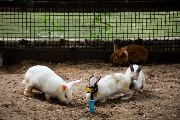 Familia Conejos Conejitos Jaula Esperando Que Gente Tailandesa Los Viajeros — Foto de Stock