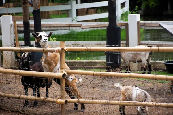 Famille Chèvres Cage Attendant Les Personnes Thaïlandaises Les Voyageurs Étrangers — Photo