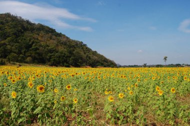 Tayland 'ın Lop Buri kentindeki gezginler ve Tayland gezginleri için Saraburi kırsalındaki bahçe parkındaki yaygın ayçiçeği bitkisi ya da Helianthus Annuus flora ağacı