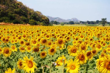 Tayland 'ın Lop Buri kentindeki gezginler ve Tayland gezginleri için Saraburi kırsalındaki bahçe parkındaki yaygın ayçiçeği bitkisi ya da Helianthus Annuus flora ağacı