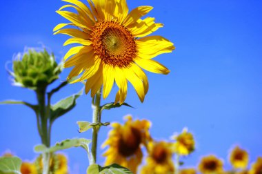 Tayland 'ın Lop Buri kentindeki gezginler ve Tayland gezginleri için Saraburi kırsalındaki bahçe parkındaki yaygın ayçiçeği bitkisi ya da Helianthus Annuus flora ağacı