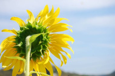 Tayland 'ın Lop Buri kentindeki gezginler ve Tayland gezginleri için Saraburi kırsalındaki bahçe parkındaki yaygın ayçiçeği bitkisi ya da Helianthus Annuus flora ağacı