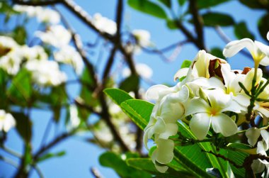 Apocynaceae flora çiçek ağacı ya da Tayland 'ın Lop Buri kentindeki Lopburi kentindeki Phra Sri Rattana Mahathat tapınağının bahçesinde bahçe süslemesi.
