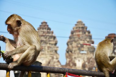 Maymun maymunlar yemek yiyip dinleniyorlar Phra Kal Tapınağı 'nın dışındaki bahçe parkında dinleniyorlar Phra Prang Sam Yod' da Lop Buri, Tayland 'daki Lopburi şehrinde.