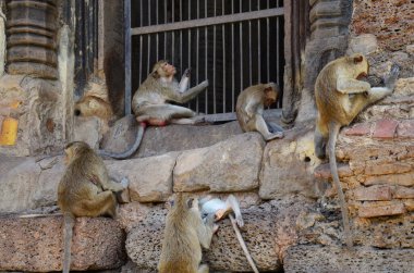 Maymun maymunlar yemek yiyip dinleniyorlar Phra Kal Tapınağı 'nın dışındaki bahçe parkında dinleniyorlar Phra Prang Sam Yod' da Lop Buri, Tayland 'daki Lopburi şehrinde.