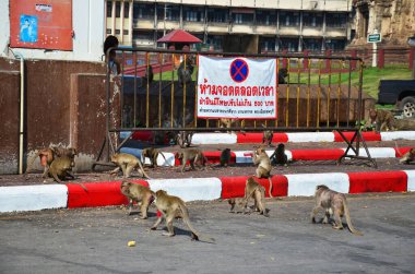 Maymun ailesi 8 Ocak 2011 'de Lop Buri, Tayland' da Phra Prang Sam Yod 'daki antik harabelerin yakınındaki bahçe parkında içki içip dinlenme oyunu oynuyor.