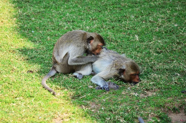 옥외에 원숭이들은 가족끼리 마시고 공원에서 휴식을 취하고 — 스톡 사진