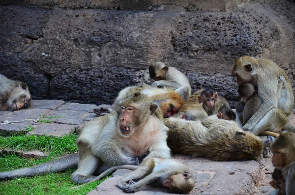Życie Zwierzęta Małpy Rodzina Gra Jeść Napoje Odpocząć Odpocząć Odpocząć — Zdjęcie stockowe