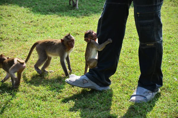 Мавпи Грають Їжу Відпочивають Парку Біля Храму Пха Кал Біля — стокове фото