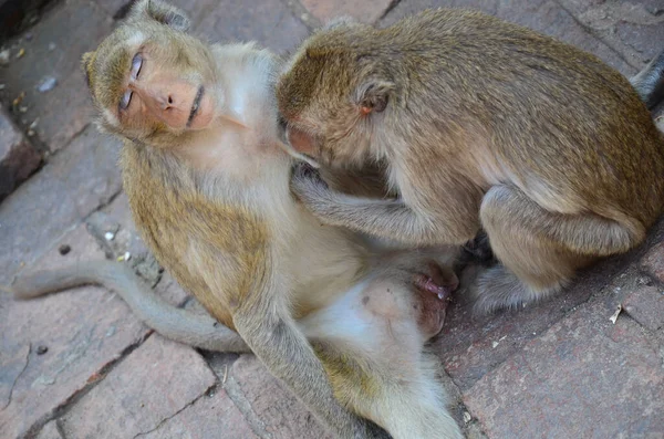 stock image Life animals monkeys family playing eat drink and rest relax on floor garden park at outdoor of Phra Kal Shrine near ancient ruins building in Phra Prang Sam Yod at Lopburi city in Lop Buri, Thailand