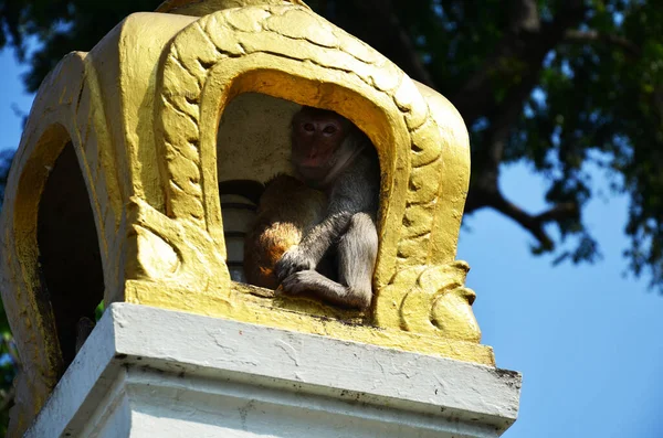 Animales Vida Monos Familia Jugando Comer Bebida Descansar Relajarse Jardín —  Fotos de Stock
