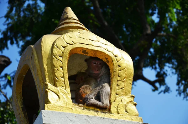 在泰国罗布里市Lopburi市Phra Prang Sam Yod古旧废墟建筑附近的Phra Kal神龛室外 生活动物猴子一家正在玩饮酒作乐和休息 — 图库照片