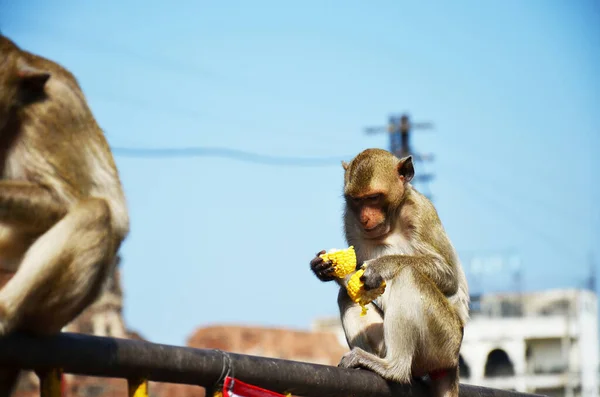 Animales Vida Monos Familia Jugando Comer Bebida Descansar Relajarse Jardín — Foto de Stock