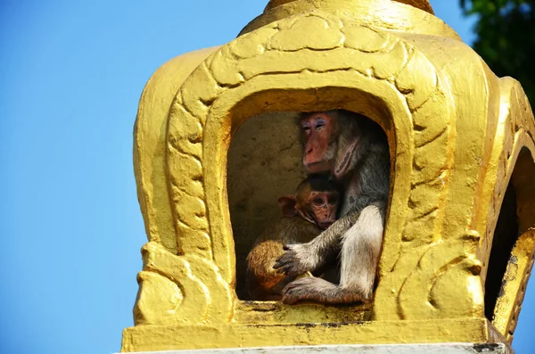 在泰国罗布里市Lopburi市Phra Prang Sam Yod古旧废墟建筑附近的Phra Kal神龛室外 生活动物猴子一家正在玩饮酒作乐和休息 — 图库照片