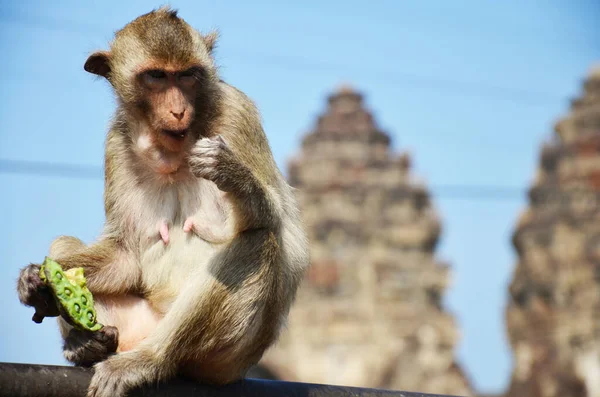 Życie Zwierzęta Małpy Rodzina Gra Jeść Napoje Odpocząć Odpocząć Odpocząć — Zdjęcie stockowe