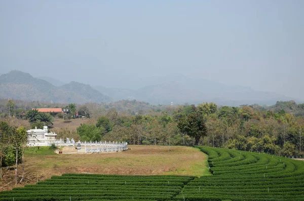 치앙라이의 메이챈 에서열리는 플랜테이션 Choui Fong Tea Plantation 외국인 여행객들 — 스톡 사진