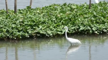Acı beyaz kuş veya Egret kuşları Chao Phraya nehrinde Wat Ku ya da Phra Nang Rua Lom tapınağındaki Nonthaburi, Tayland 'daki Pak kret şehrinde yiyecek aramak için uçuyorlar.