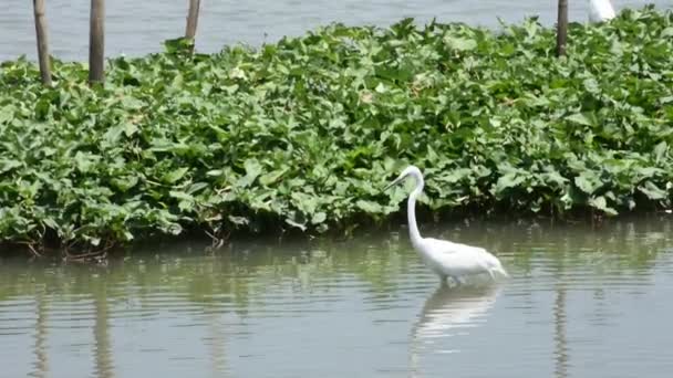 Gorzki Biały Ptak Lub Egret Ptaków Latających Patrząc Żywności Rzece — Wideo stockowe