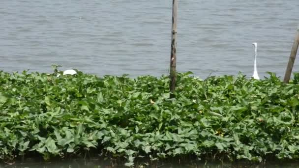 Bittern White Bird Egret Birds Flying Looking Food Chao Phraya — Stock Video