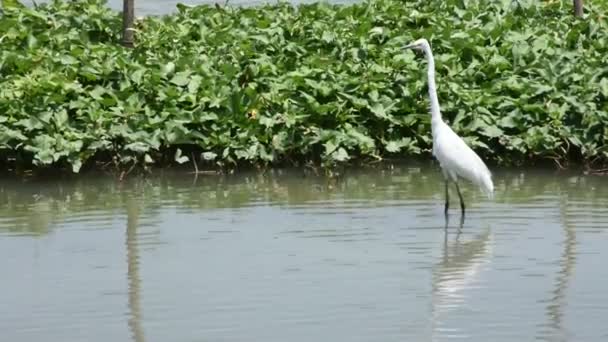 Гіркуватий Білий Птах Або Птах Egret Літає Дивиться Їжу Річці — стокове відео
