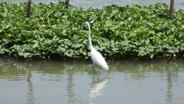 Гіркуватий Білий Птах Або Птах Egret Літає Дивиться Їжу Річці — стокове відео