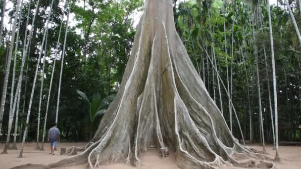 Ton Phueng Obří Strom Nebo Ton Siang Největší Nejvyšší Rostlina — Stock video
