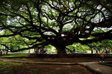 Dev samanea saman bitkileri ya da büyük yağmur ağaçları ya da Tayland 'da 30 Ağustos 2023' te Kanchanaburi Tayland 'a seyahat eden insanlar için bahçe parkında 100 yaşın üzerinde maymun sürüsü ağacı.