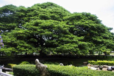 Dev samanea saman bitkileri ya da büyük yağmur ağaçları ya da Tayland 'ın Kanchanaburi kentindeki Dan Makham Tia şehrinde seyahat eden Taylandlılar için bahçe parkında 100 yaşın üzerinde bir maymun ağacı.