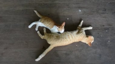 Zencefilli anne terk edilmiş yeşil evdeki ahşap zeminde yavru kedileri emziriyor mu? Tayland 'ın Ayutthaya kentindeki Phak Hai şehrinde Baan khiao mu?
