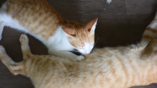 Ibu Rumah Tangga Ginger Kucing Menyusui Bayi Kucing Lantai Kayu — Stok Video