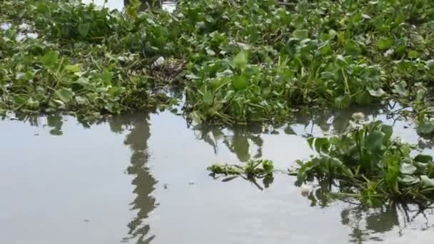 Vodní Rostlina Původem Pontederia Eichhornia Crassipes Nebo Společné Vodní Hyacinth — Stock video