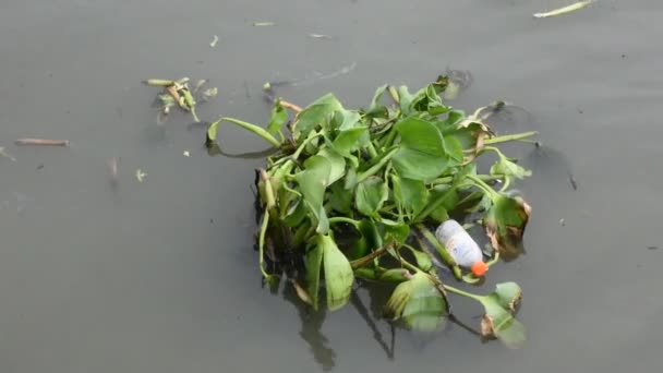 水生植物のネイティブポンデリアEichhornia Crassipesまたは一般的な水Hyacinthとゴミが浮遊し タイのサムートンにあるサムート サフカイ市のタイチン川の表面水に流れています — ストック動画