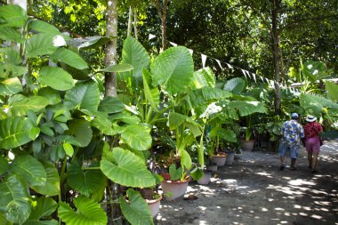 Kolocasia dev çay ağacı ya da Tayland 'ın Phatthalung kentindeki Srinakarin şehrinde seyahat eden insanlar için Khao Pu Khao Ya Milli Parkı' ndaki orman bahçesi parkındaki dev yeşil taro bitkisi.