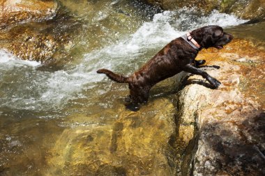 Yüzme suyu içip dinlenen siyah labrador köpeği Tayland 'ın Phatthalung kentindeki Srinakarin şehrindeki Khao Pu Khao Ulusal Parkı dağ ormanlarındaki Namtok Khao Khram Şelalelerinde dinleniyor.