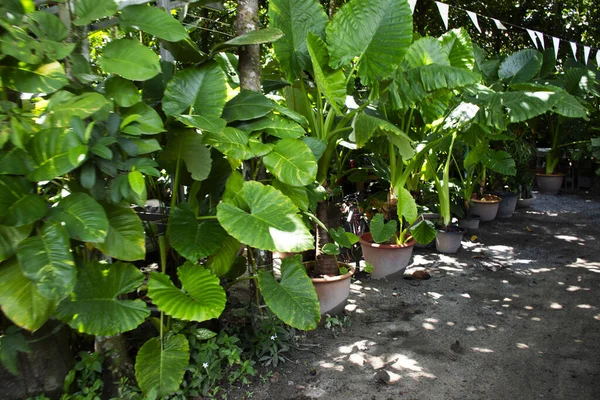 Colocasia gigantea tree or Giant Green Taro plant in jungle forest garden park at Khao Pu Khao Ya National Park for thai people travelers travel visit relax at Srinakarin city in Phatthalung, Thailand