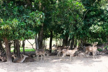 Nong Yai Kraliyet Geliştirme Girişimi 'ndeki geyik ve Ekoloji Bahçesi Parkı ve Tayland Chumphon' daki yerel gezgin ziyaretleri için Kaem Ling Regülasyon Rezervuarı