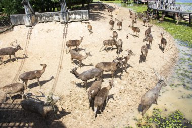 Nong Yai Kraliyet Geliştirme Girişimi 'ndeki geyik ve Ekoloji Bahçesi Parkı ve Tayland Chumphon' daki yerel gezgin ziyaretleri için Kaem Ling Regülasyon Rezervuarı