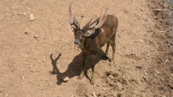 Deers Zoo Ecotourism Attraction Garden Park Nong Yai Royal Development Vídeos De Stock Sin Royalties Gratis