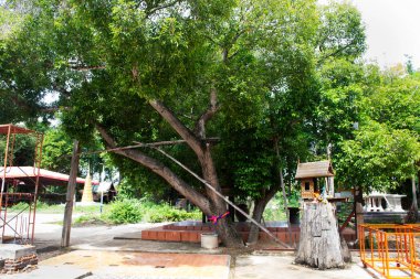 Tayland 'da Ang Thong şehrinde Angthong Tapınağı' nda gizemli tapınak ve kutsal phikun ağacı gezginleri ziyaret eder.