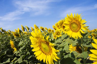 Saraburi ve Lopburi kırsallarındaki bahçe parkındaki Helianthus Annuus çiçek ağacı Tayland, Lop buri 'de gezginler için yaygın bir ayçiçeği bitkisi.