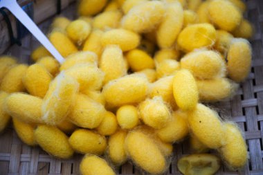 Tayland 'ın Pathum Thani kentindeki Wisdomking Çiftlik Festivali' ne seyahat eden gezginlerin filature sürecine katılan Tai tarımcı haşlama ipeği için Bombyx mori kozası veya koza ipeği.