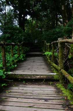 Tayland 'ın Chiang Mai kentindeki Doi Inthanon Ulusal Parkı' nda gezici gezginler için orman ormanı ve dağ yolu geçidi.