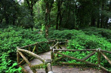 Tayland 'ın Chiang Mai kentindeki Doi Inthanon Ulusal Parkı' nda gezici gezginler için orman ormanı ve dağ yolu geçidi.