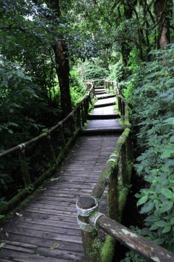 Tayland 'ın Chiang Mai kentindeki Doi Inthanon Ulusal Parkı' nda gezici gezginler için orman ormanı ve dağ yolu geçidi.