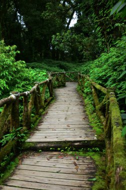 Tayland 'ın Chiang Mai kentindeki Doi Inthanon Ulusal Parkı' nda gezici gezginler için orman ormanı ve dağ yolu geçidi.