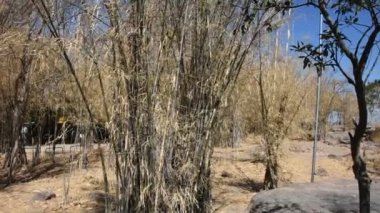 Bambu ağacının renkli doğal yaprakları renk değiştiriyor ve Bambuseae yaprakları sonbahar mevsiminde dökülüyor ya da Tayland 'ın Lop Buri kentindeki Khao Phraya Doen Thong dağına mevsimsel olarak düşüyor.